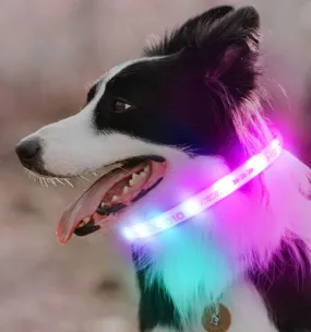 Aurora Led Light Pet Safety Dog Collar for Night Walking