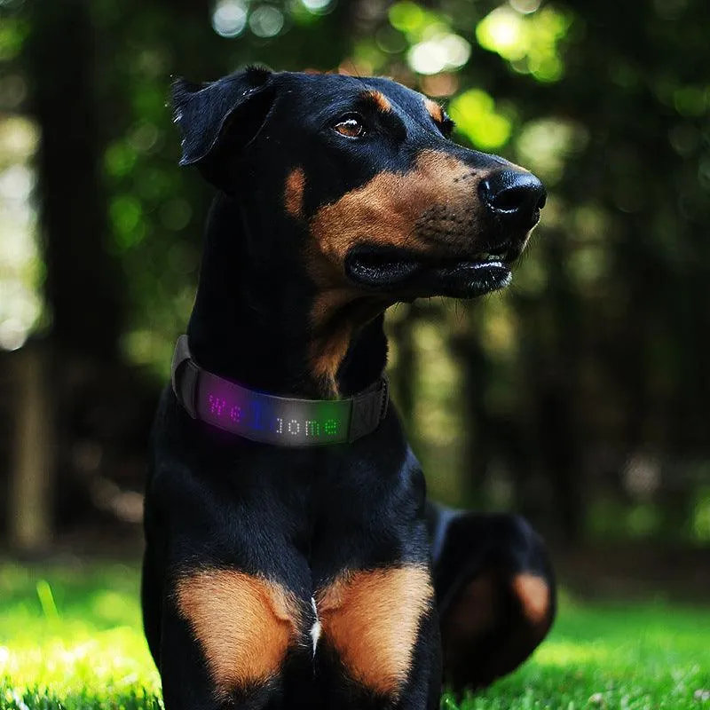 Smart Paws LED Dog Collar